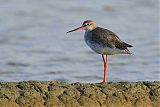 Spotted Redshank